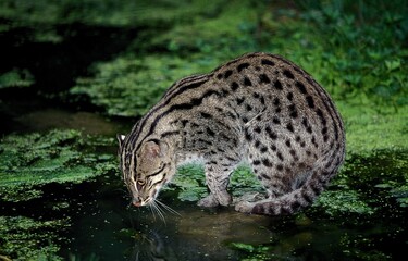 FISHING CAT prionailurus viverrinus, ADULT LOOKING FOR FISH