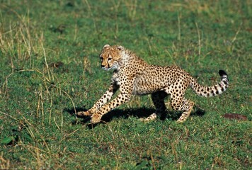 CHEETAH acinonyx jubatus, ADULT, KENYA