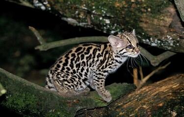 MARGAY CAT leopardus wiedi, CUB STANDING ON BRANCH