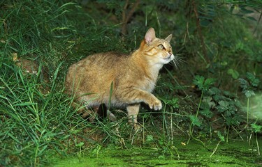 EUROPEAN WILDCAT felis silvestris, ADULT STANDING NEAR PUDDLE