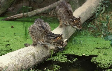 LEOPARD CAT prionailurus bengalensis, PAIR HUNTING