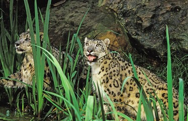SNOW LEOPARD OR OUNCE uncia uncia, PAIR STANDING IN WATER HOLE