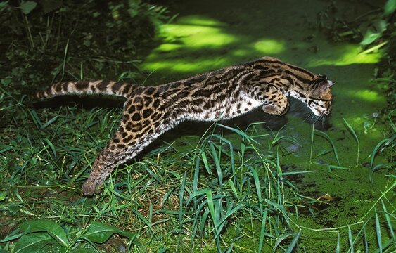 MARGAY CAT leopardus wiedi, ADULT LEAPING INTO WATER TO CATCH PREY
