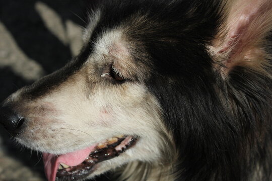 Wolf dog