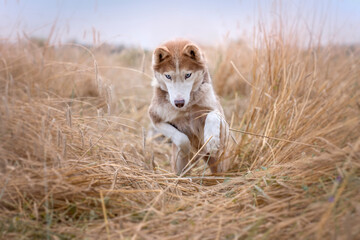 Husky skaczący w zbożu © nitka_zaplatana