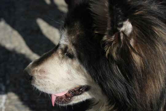 Wolf dog
