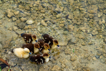 Photo of baby ducks swimming in a pond