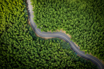 Aerial view of green summer bamboo forest with a road