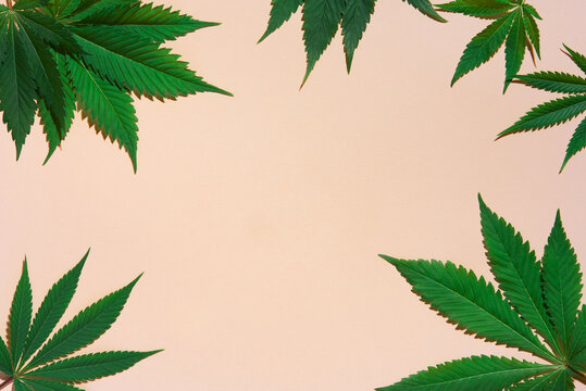 Cannabis leaves on pink