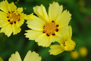 yellow coreopsis