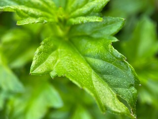 Closeup of the green leaf of a Longleaf arnica flower.
