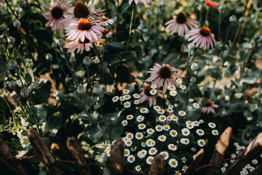 cut flower garden topview with pink echinacea and white daisies in late summer