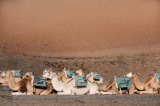 Many tired camels sitting on roadside in mountains.