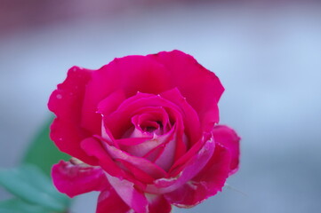 pink rose on blue background