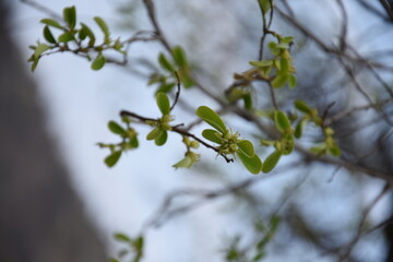 Blossom