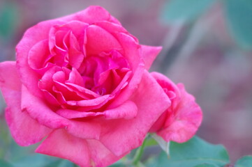 pink rose in the garden