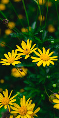 Detalle de Flor de Margarita