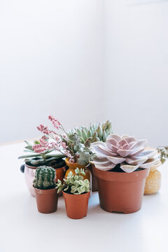 tiny cactus family.