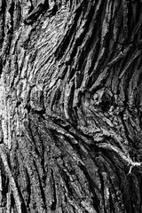 close up of Oak tree bark with unique pattern in black and white