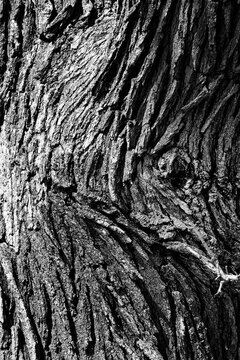close up of Oak tree bark with unique pattern in black and white