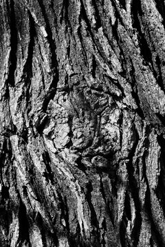 close up of Oak tree bark with unique pattern and shadows in black and white