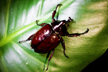 Rhino Beetle