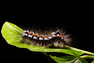 Caterpillar