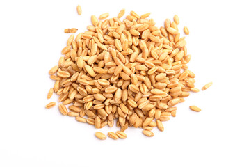 Seed of Wheat grain on white