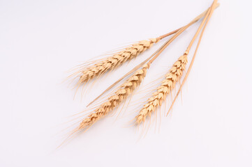 Ears of Wheat grain on white