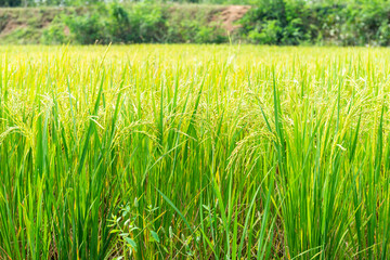 Rice field in local area of Thailand sunny day