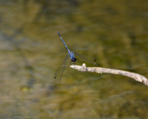 Blue Damsel Fly