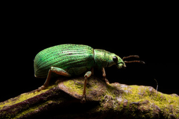 Green Leaf Weevil