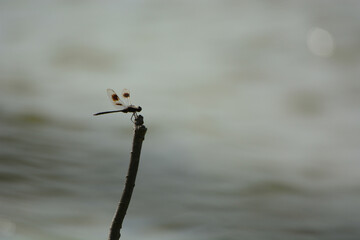 Dragon Fly Resting