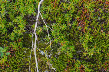 Moss, deer or caribou moss is a fungus or lichen growing primarily in tundra . Summer nature...