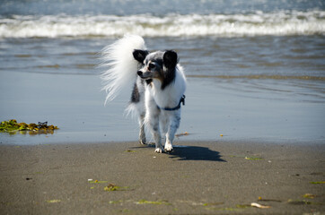 Black and white papillon watching his owner at sandy beach in Westport