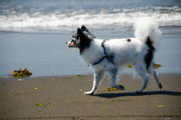 Naklejka na ściany i meble Black and white papillon watching his owner at sandy beach in Westport