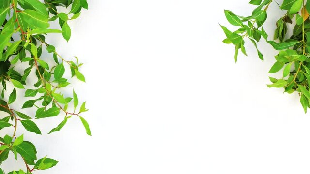 Green branches with leaves of the tropical tree hanging down from the edges on white copy space background for graphic work and text. Beautiful natural frame