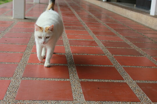 White cat walking