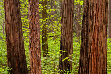 Ponderosa pine and incense cedar trees in a lush, green forest in Yosemite National Park