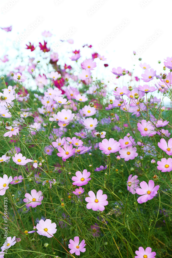 Sticker ピンク色のコスモスの花