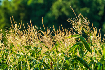 corn field in the summer