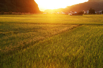 夕陽に染まる稲田