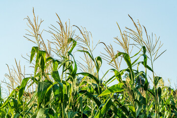 corn field in the summer