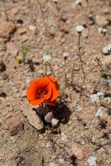Blazing Orange blooming inflorescence of Desert Mariposa Lily, Calochortus Kennedyi, Liliaceae, native herbaceous perennial plant in Pioneertown Mountains Preserve, Southern Mojave Desert, Springtime.