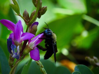 Trabajo de abeja
