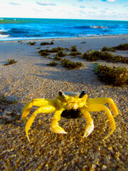 Cangrejo 