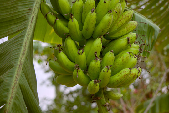 Bananas Are Starting To Turn Yellow Entering The Harvest Season. Banana Is A Fruit That Contains Lots Of Vitamins And Calcium For Dietary Needs