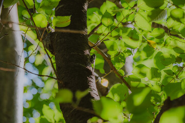 樹の幹に止まるミンミンゼミ