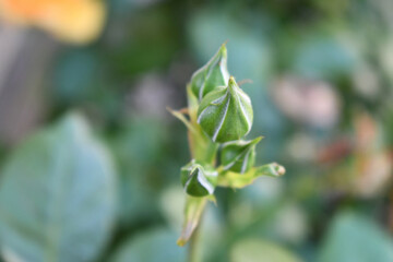 A yellow rose still not open