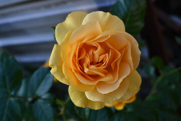 Beautiful yellow Rose in full bloom